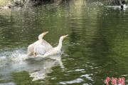 事业算命吉林：罕见白鸬鹚连续两年“故地重游”
