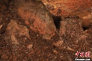 事业算命江西发现蜘蛛新物种 为研究呵叻蛛属适应区域提供依据